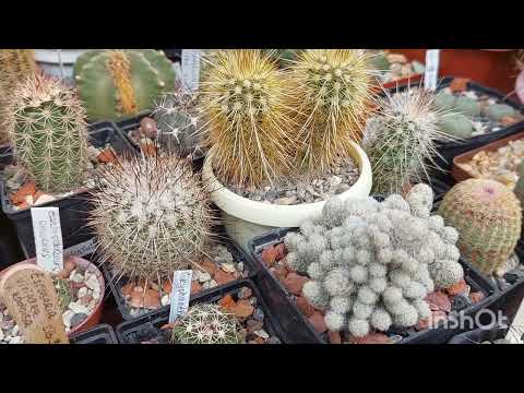 Escobaria🌵Cultivation and maintenance in collections🌸🌵