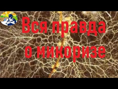 Почему мы не видим эффекта микоризы.