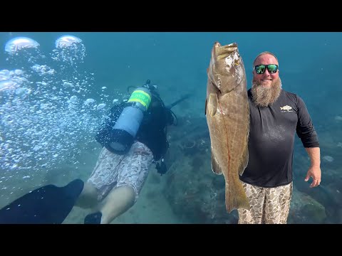 Florida Grouper Underwater Hunting! - Fried Grouper Fingers