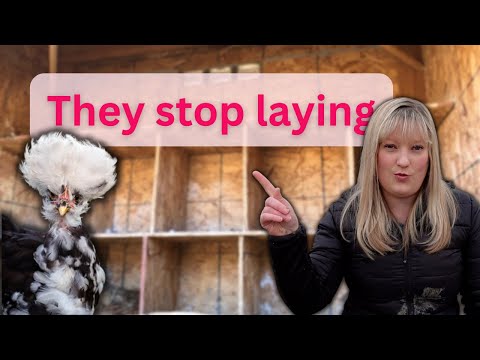 DON'T buy chickens for eggs! (without knowing THIS)