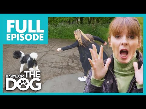 Bandit: The Rampaging Teenager | Full Episode 213 | It’s Me or The Dog