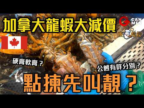 How to choose a good lobster? Different between male female How long to cook?  by Night Owl Sunny