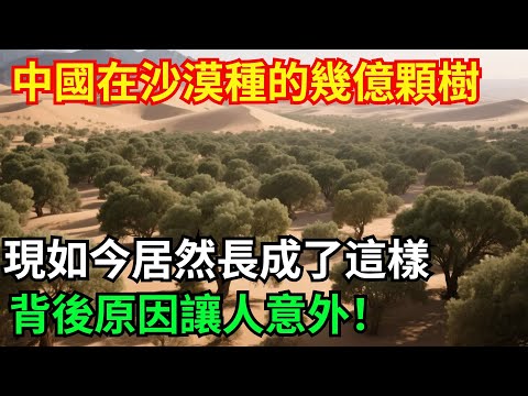 中國在沙漠種的幾億顆樹，現如今居然長成了這樣，背後原因讓人意外！【全球坐標系】#中國#基建工程#制造#沙漠#改造工程