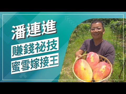 草地狀元-新品蜜雪芒果 嫁接王 (2019.07.08播出)