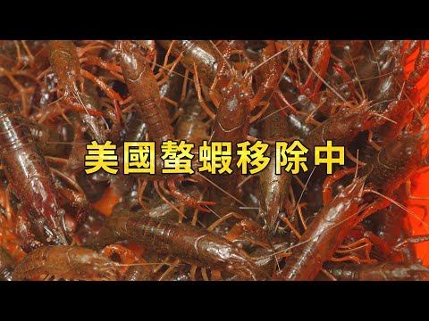 【外來種入侵】美國螯蝦移除中｜繁殖力驚人危害台灣生態 (我們的島 1135集 2021-12-13)