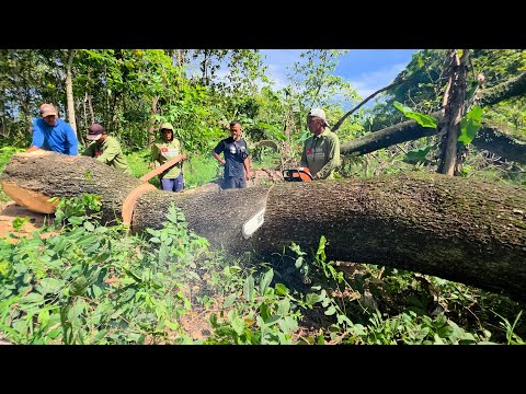 High skill... Cutdown 2 trees with full calculation.