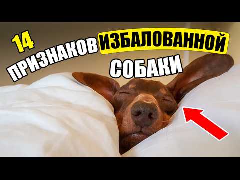 Are You Spoiling Your Dog? 14 Signs and How to FIX IT!