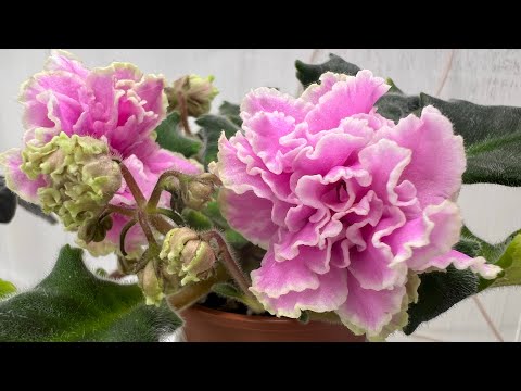 I repot violets every year. How was the 2025 season?