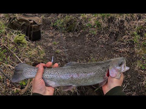 В июне +4, а форель идёт отлично / Trout fishing