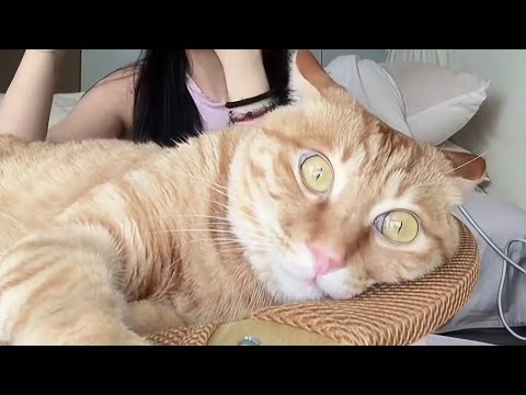 CATS: Wildly Unpredictable and Totally Bonkers