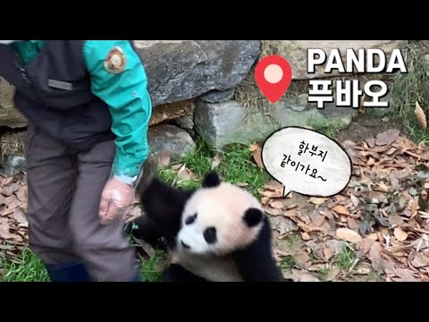 [에버랜드 아기판다] 푸바오의 미친뒤태! 강할부지와 출근해 잘때까지 노컷 근접샷! 같은시간 다른느낌, 푸바오의 앙증 뒤태가 기절수준. feat 아이바오 삼각김밥 뒤태