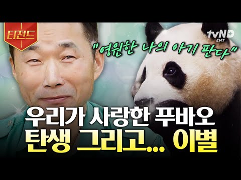 [#유퀴즈온더블럭] 안녕 푸바오... 잘 살고 있지😭? 작고 소중했던 푸바오의 아기 시절?! 우리 곁을 떠난 푸바오의 탄생 과정 다시 보기⭐️ | #티전드