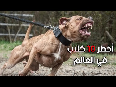 أخطر 10 كلاب بالعالم! سلالات محظورة وممنوعة من التبني