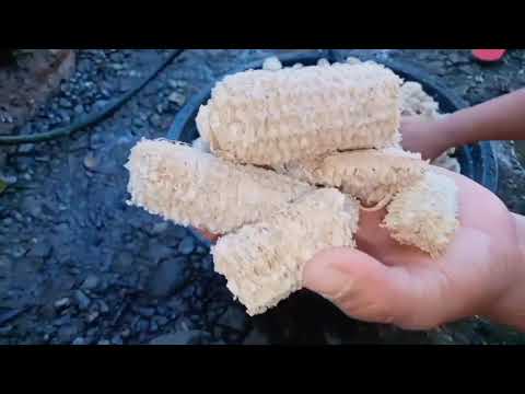 Corncobs spawning first step