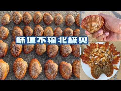 《环球探海记》阿曼~第4天：这阿拉伯半岛的大蛤蜊让我捡到手软，而且味道还不输北极贝！"Global Quest" Oman ~ Day 4！