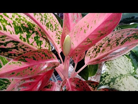 Люблю аглаонемы. Обзор моей коллекции.