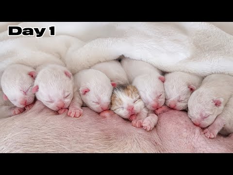 Raising 20 Newborn Kittens for 20 Days | The First 20 Days of Life
