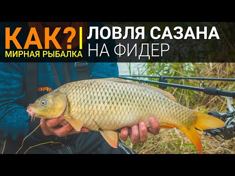 Как? Ловля сазана на фидер.
