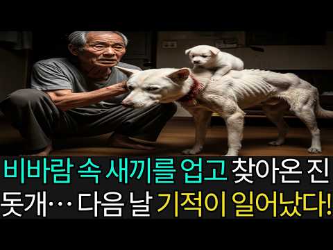 비바람 치던 밤, 병든 새끼들을 업고 쓰러질 듯 찾아온 진돗개… 다음 날, 연이은 기적이 일어났다!