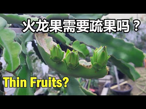【拈花惹草的杨博士】火龙果需要疏果吗/火龙果如何疏果/火龙果花期管理/火龙果种植及养护/盆栽火龙果/Dragon Fruit Flower Buds and Care Tips