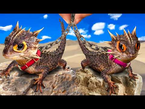 I Bought 2 Pet Dragons