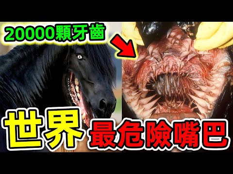 全世界最危险的10個動物嘴巴！食人魚只能排第六，第一名擁有20000顆牙齒，連鯊魚都能輕易撕碎！|#世界之最top #世界之最 #出類拔萃 #腦洞大開 #top10 #動物嘴巴 #最危險嘴巴