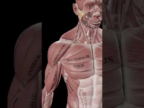 ABSOLUTE BEST Healthy Shoulder Exercise!