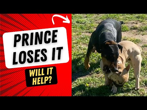 Out of control dog pushes Prince too far