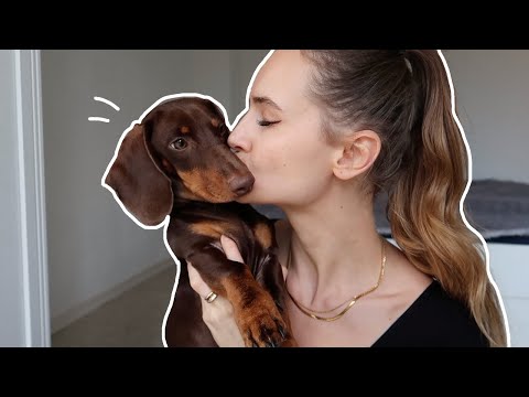 Прежде чем завести собаку, посмотрите это видео