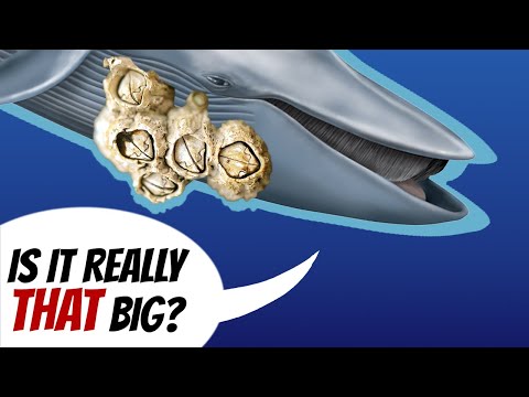 Barnacles Have the Biggest Male Reproductive Organs in the Ocean | Alien Ocean
