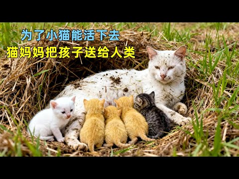 为了小猫能活下去，猫妈妈往返7次，把7个孩子送给人类