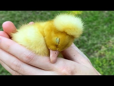 No one wanted this special needs duck. Then this woman took him home.