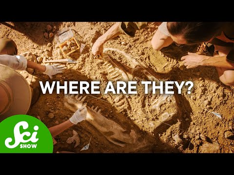 Why Don't We Have More Fossils?