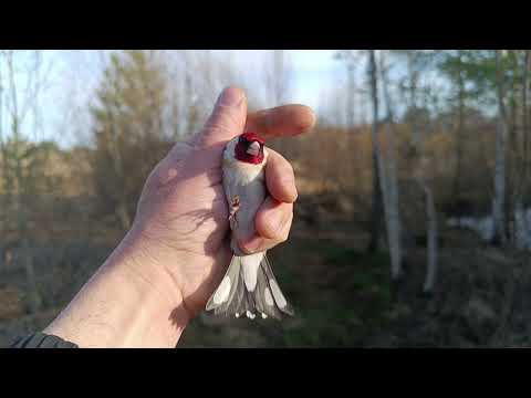 Ловля певчих птиц 21.04.24.