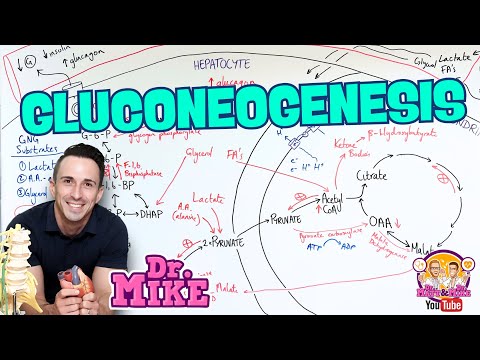 Gluconeogenesis | Everything you need to know!