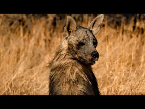 Hyènes Brunes : Survivantes de l’Enfer !