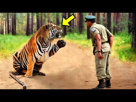 Tiger fleht Soldat um Hilfe. Als er den Grund erkennt, ist er sprachlos