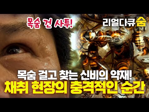 목숨 건 사투! 노봉방 채취의 극한 도전 | 리얼다큐 숨