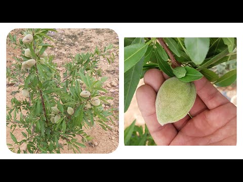 زراعة اللوز بالمغرب.كيفية الغرس و المراحل المتبعة بكل تفصيل و النصائح الواجب معرفتها.