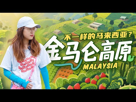 从怡保来到🇲🇾金马仑高原 这里一点也不马来西亚啊 很凉爽 草莓园也多就是太酸啦 茶山超美 仙人掌超大
