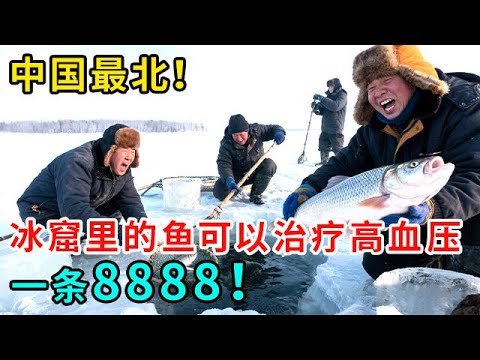 中国最北！冰窟里的鱼可以治疗高血压，人人都来这里捕捞它！ #纪录片 #绿野中国