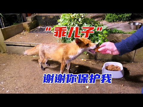 老人救了一只小狐貍，長大後竟然每天抓野味送給老人，真是太有靈性了。