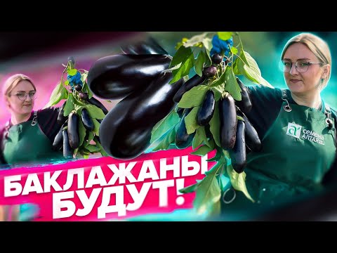 ALL ABOUT GROWING EGGPLANTS! What to do with eggplants in August