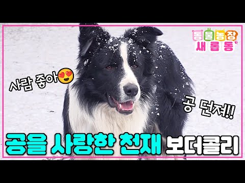 [#새롭동물농장] 공 좋아!! 사람 좋아!! 모르는 보더콜리가 자꾸 공놀이를 하자고 한다ㅋㅋㅋ😂 / EP.1161 #TV동물농장 #AnimalFarm #SBSstory
