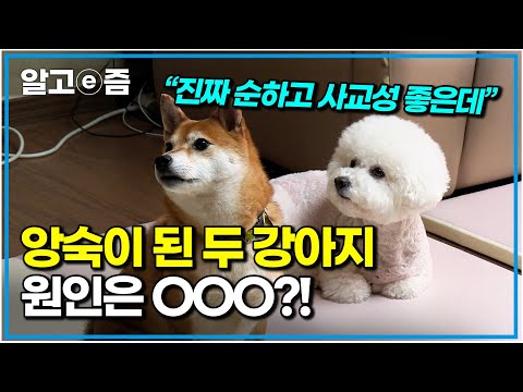 "바로 그것 때문이네요" 애교 만점 강아지 자매! 또래끼리 친해야지 왜 맨날 물고 싸우는거야💥 설쌤이 듣고 딱 꽂힌 대반전 원인은? ｜세상에 나쁜 개는 없다｜알고e즘