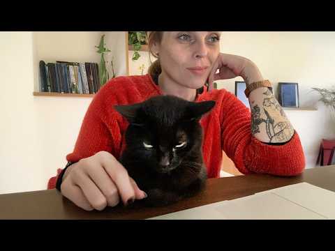 When Cats Start Giving You Attitude 😂 Funny Cat and Human