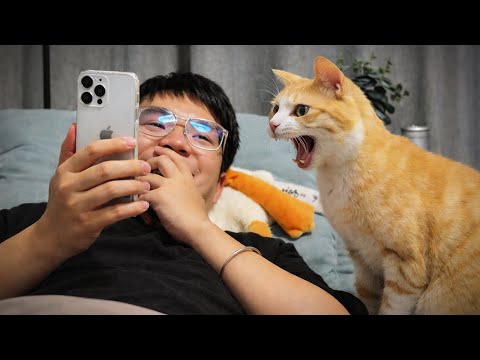 When Cats Act Just Like People 😂 Funny Cat and Humans