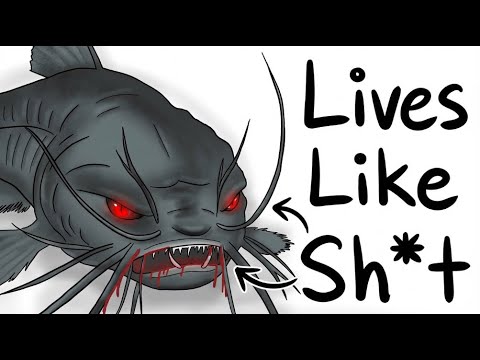 Your Life as a Cat Fish