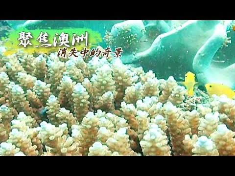 消失中的奇景 - 聚焦澳洲《聚焦全世界》第6期