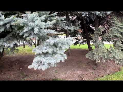 Дніпро. Набережна. 30 хвилин мого життя. 9.12.25р.#мійблог #vlog @-sunflowers 